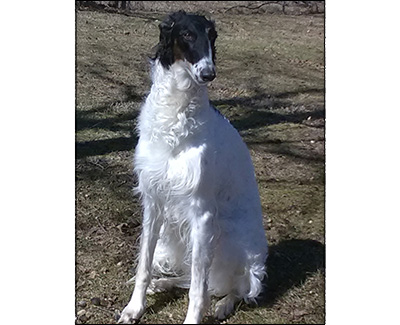 Top High-Scoring Rally Borzoi 2018